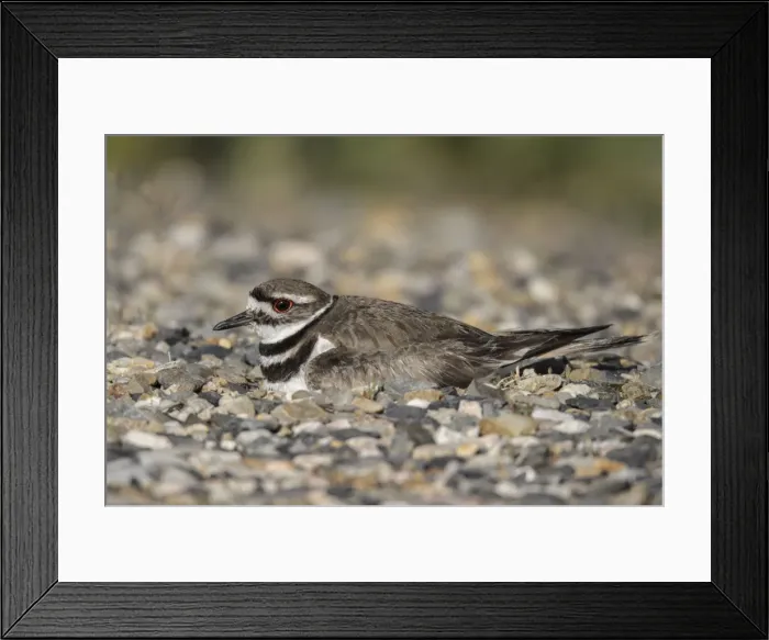 Framed Print : Picture No. 10982754 Framed Print : Picture No. 10982754