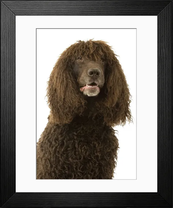 Framed Print : Picture No. 10982762 Framed Print : Picture No. 10982762