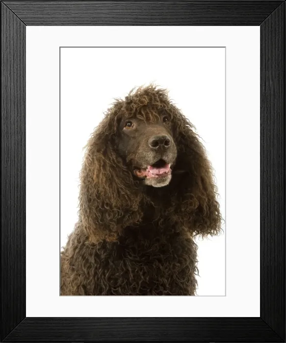 Framed Print : Picture No. 10982759