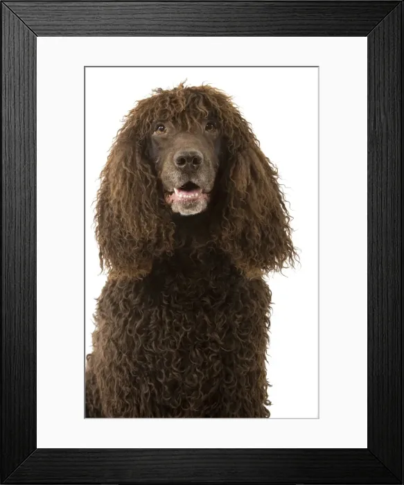 Framed Print : Picture No. 10982760 Framed Print : Picture No. 10982760