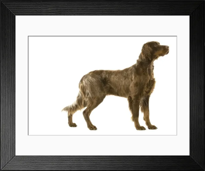 Framed Print : Picture No. 10982764 Framed Print : Picture No. 10982764