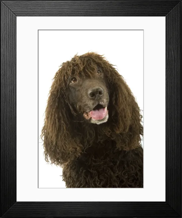 Framed Print : Picture No. 10982763