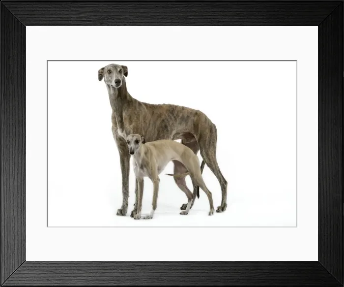 Framed Print : Picture No. 10982768 Framed Print : Picture No. 10982768