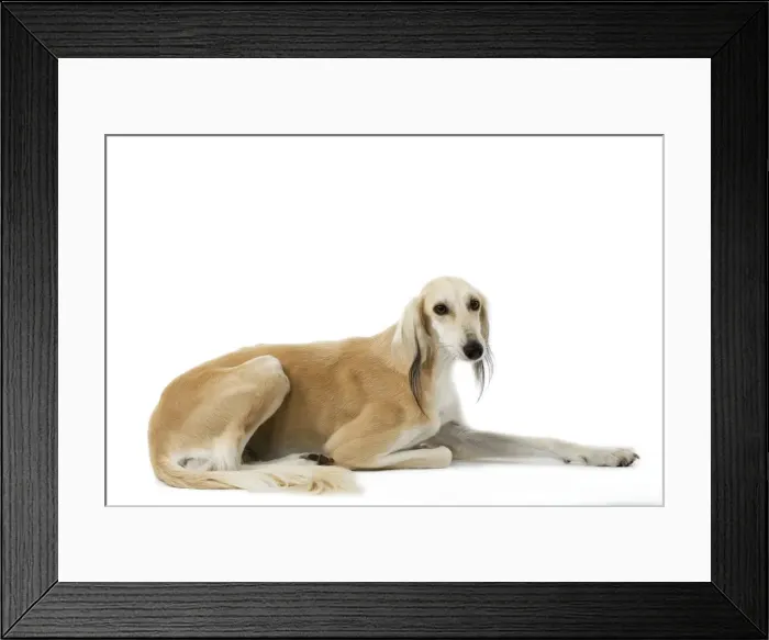 Framed Print : Picture No. 10982770 Framed Print : Picture No. 10982770