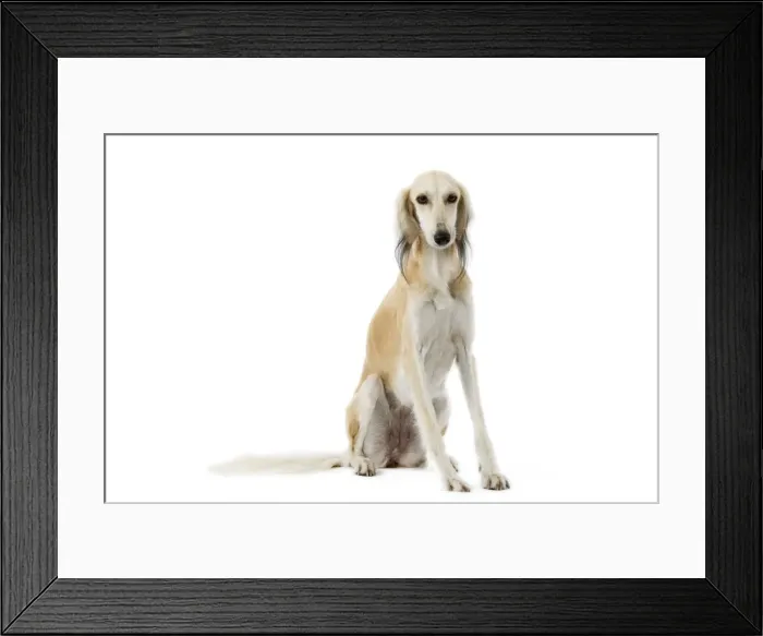 Framed Print : Picture No. 10982769 Framed Print : Picture No. 10982769