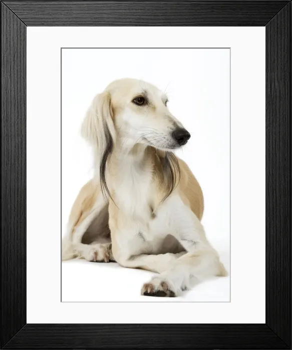 Framed Print : Picture No. 10982773 Framed Print : Picture No. 10982773