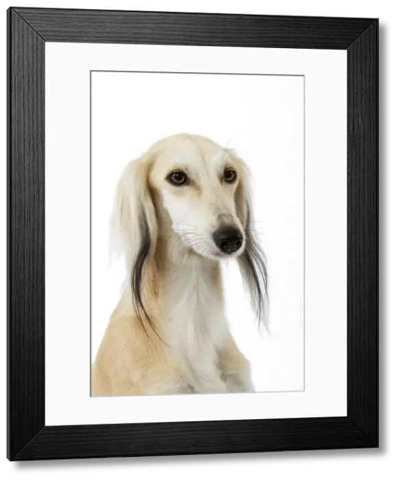 Framed Print : Picture No. 10982772 Framed Print : Picture No. 10982772