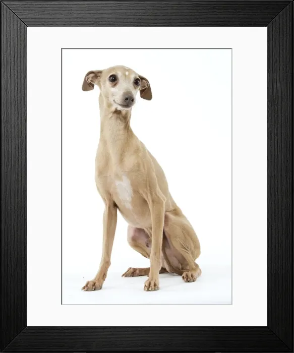 Framed Print : Picture No. 10982777