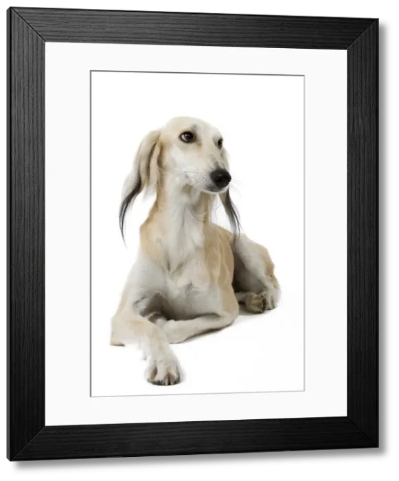 Framed Print : Picture No. 10982774