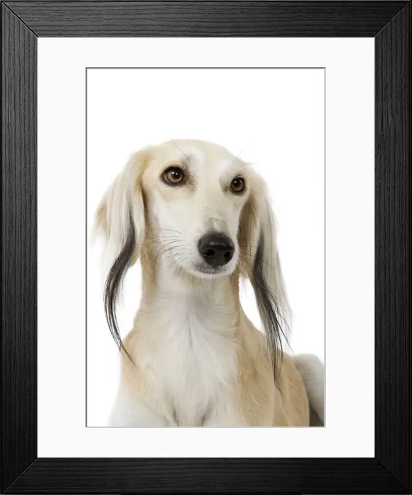 Framed Print : Picture No. 10982775 Framed Print : Picture No. 10982775