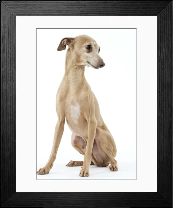 Framed Print : Picture No. 10982778 Framed Print : Picture No. 10982778