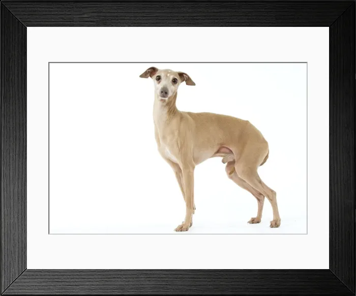 Framed Print : Picture No. 10982776 Framed Print : Picture No. 10982776