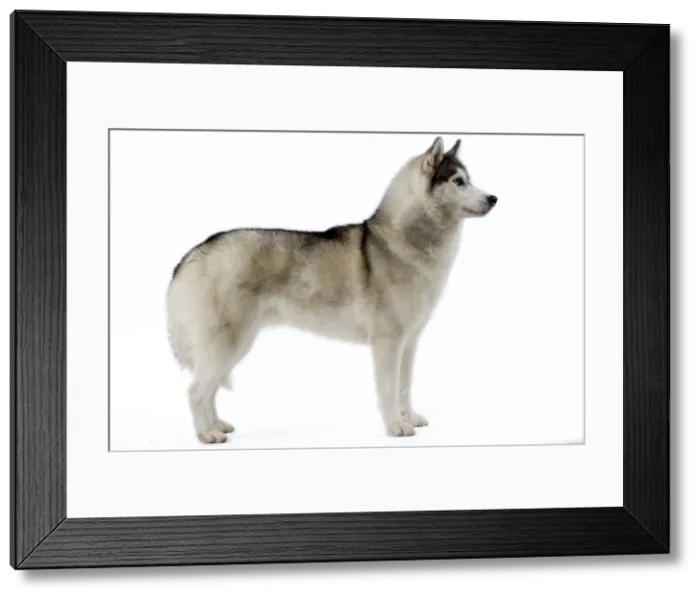 Framed Print : Picture No. 10982781 Framed Print : Picture No. 10982781