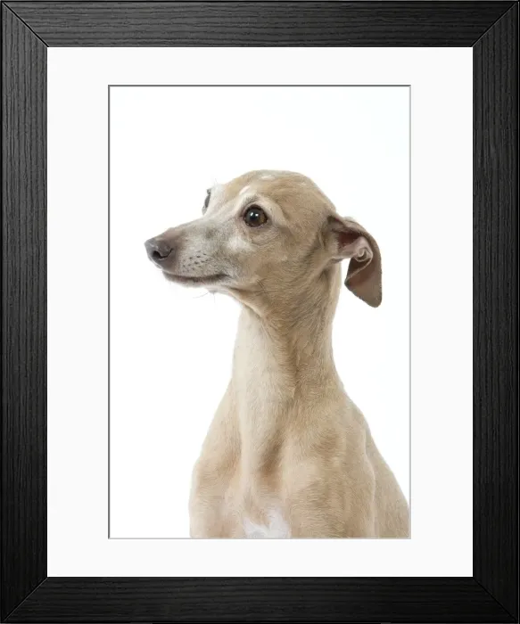 Framed Print : Picture No. 10982779 Framed Print : Picture No. 10982779
