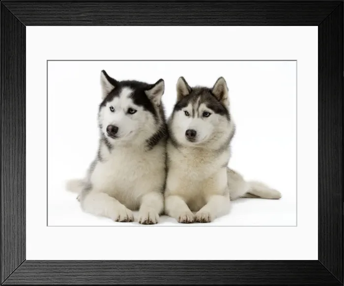 Framed Print : Picture No. 10982784
