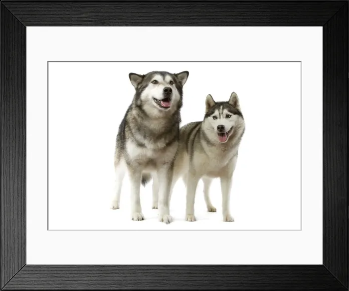 Framed Print : Picture No. 10982786 Framed Print : Picture No. 10982786