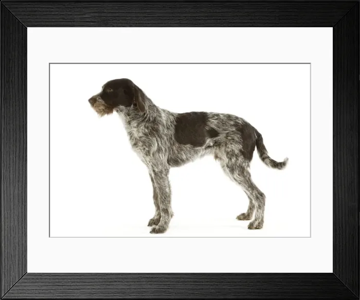 Framed Print : Picture No. 10982788