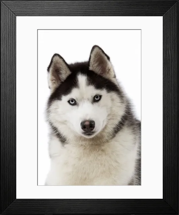 Framed Print : Picture No. 10982782 Framed Print : Picture No. 10982782