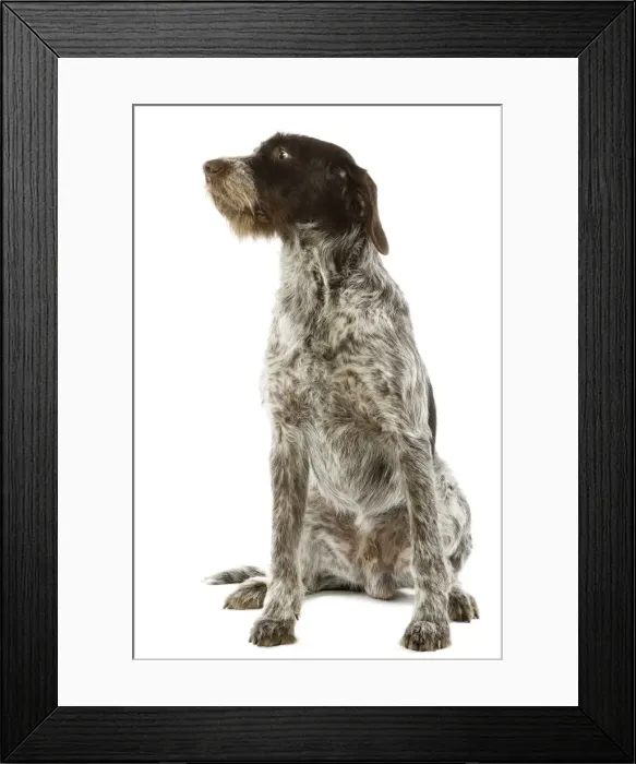 Framed Print : Picture No. 10982789