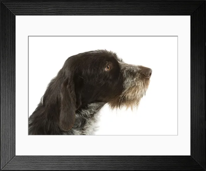 Framed Print : Picture No. 10982791 Framed Print : Picture No. 10982791