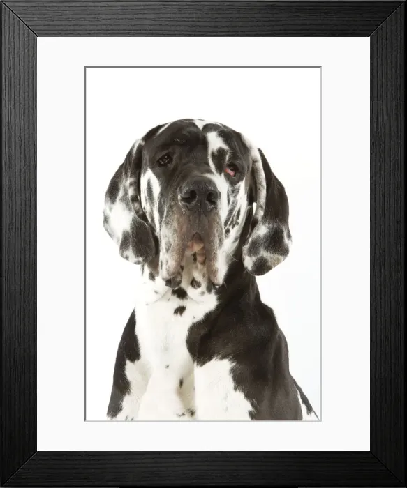 Framed Print : Picture No. 10982792 Framed Print : Picture No. 10982792