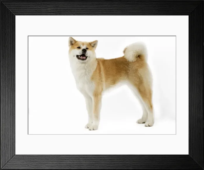 Framed Print : Picture No. 10982794