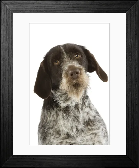 Framed Print : Picture No. 10982790
