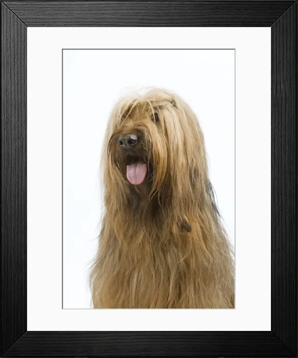 Framed Print : Picture No. 10982796 Framed Print : Picture No. 10982796