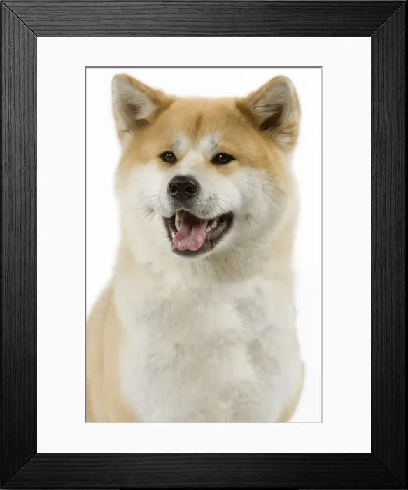 Framed Print : Picture No. 10982795 Framed Print : Picture No. 10982795