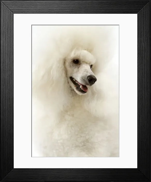 Framed Print : Picture No. 10982801 Framed Print : Picture No. 10982801