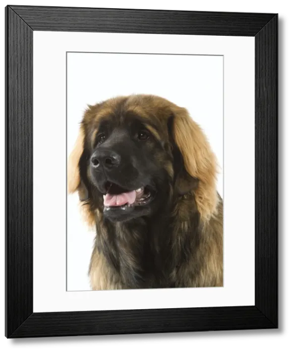 Framed Print : Picture No. 10982808 Framed Print : Picture No. 10982808