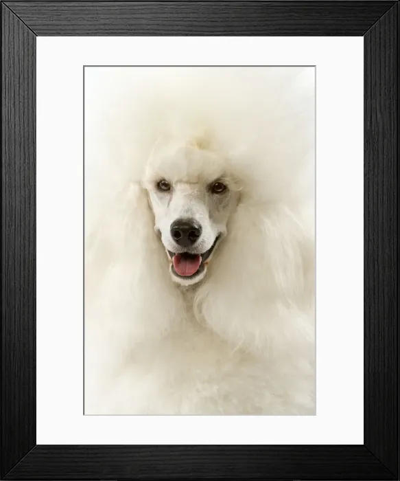Framed Print : Picture No. 10982804 Framed Print : Picture No. 10982804