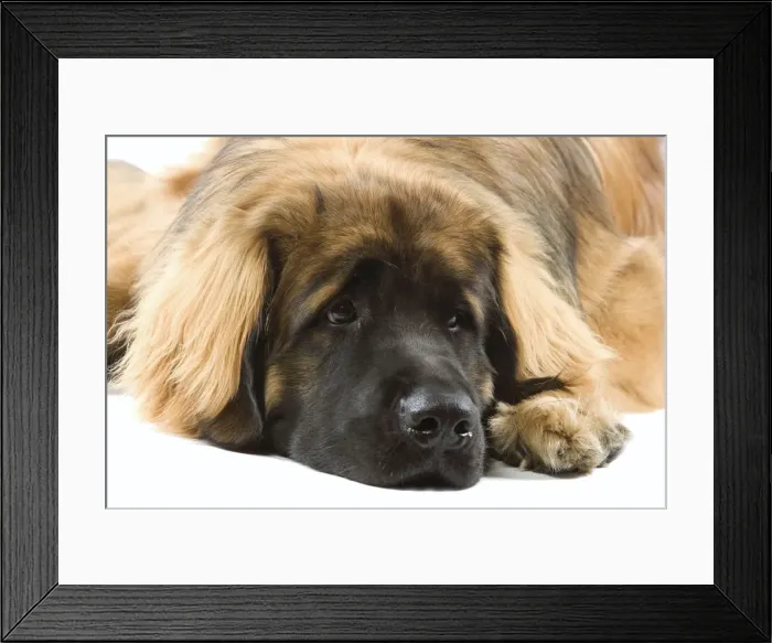 Framed Print : Picture No. 10982810 Framed Print : Picture No. 10982810