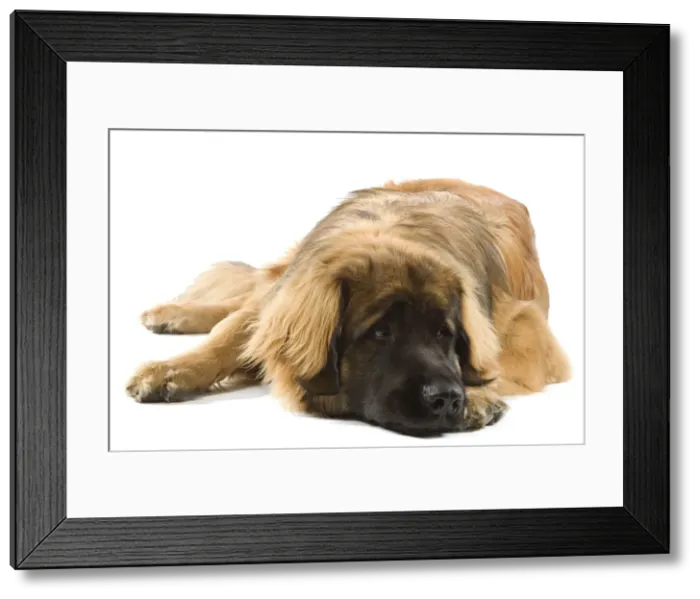 Framed Print : Picture No. 10982809 Framed Print : Picture No. 10982809