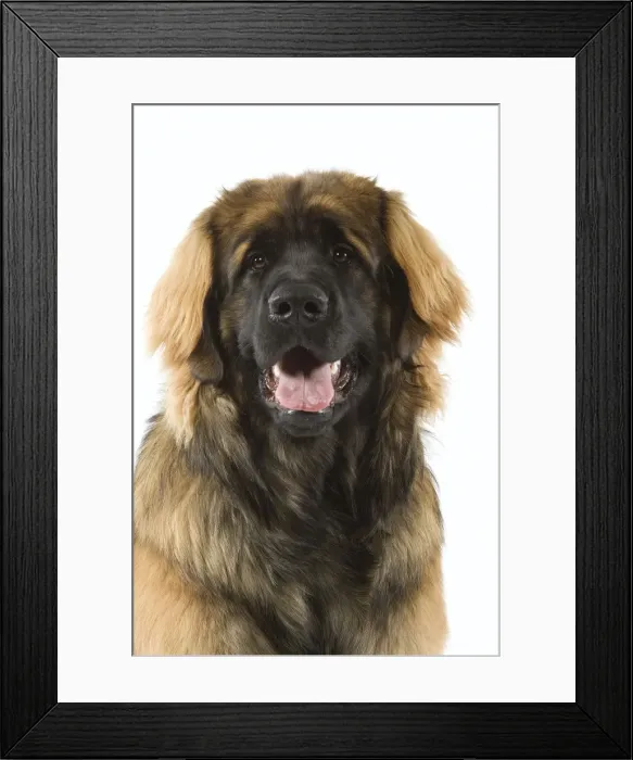 Framed Print : Picture No. 10982807 Framed Print : Picture No. 10982807