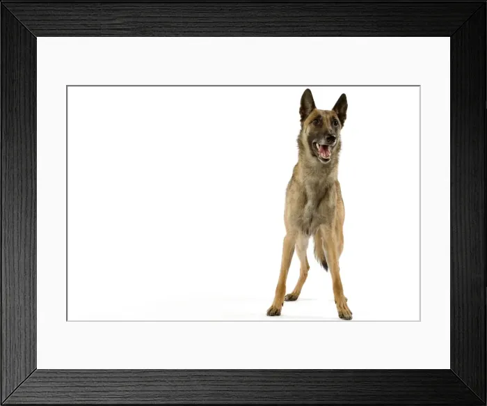 Framed Print : Picture No. 10982816 Framed Print : Picture No. 10982816