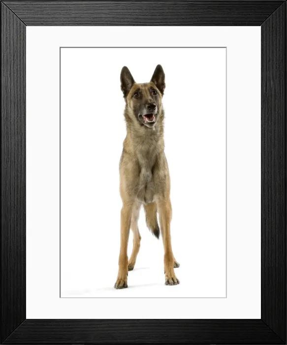Framed Print : Picture No. 10982817 Framed Print : Picture No. 10982817
