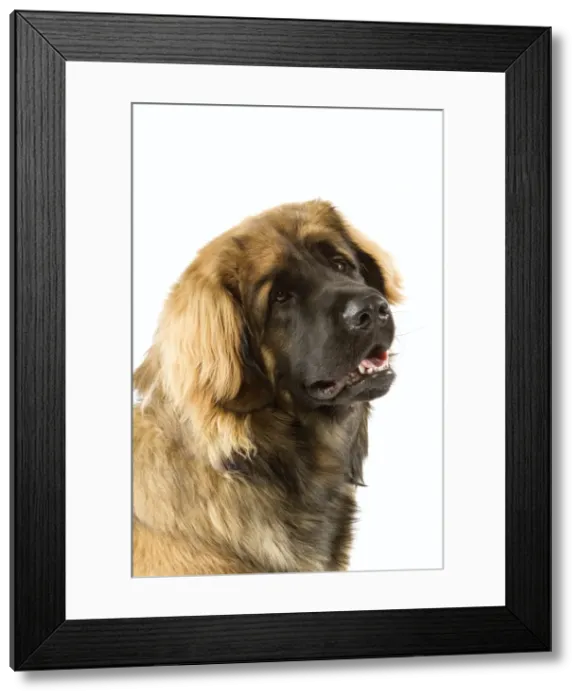 Framed Print : Picture No. 10982806