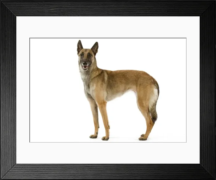 Framed Print : Picture No. 10982815 Framed Print : Picture No. 10982815