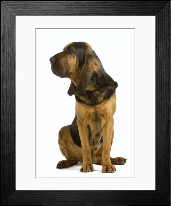 Framed Print : Picture No. 10982819 Framed Print : Picture No. 10982819