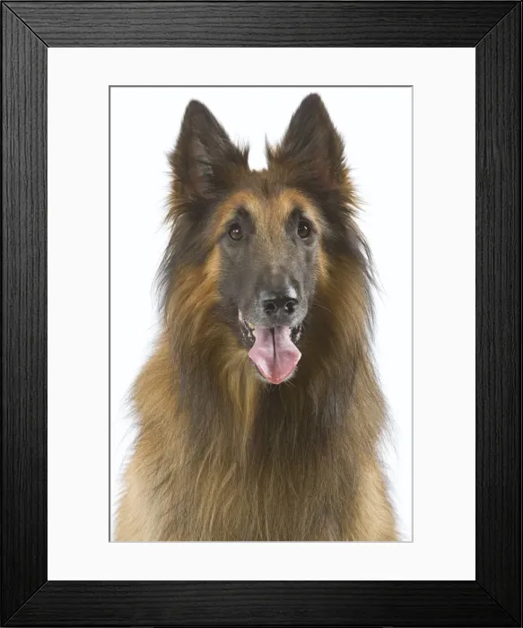Framed Print : Picture No. 10982821