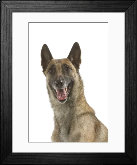 Framed Print : Picture No. 10982818 Framed Print : Picture No. 10982818