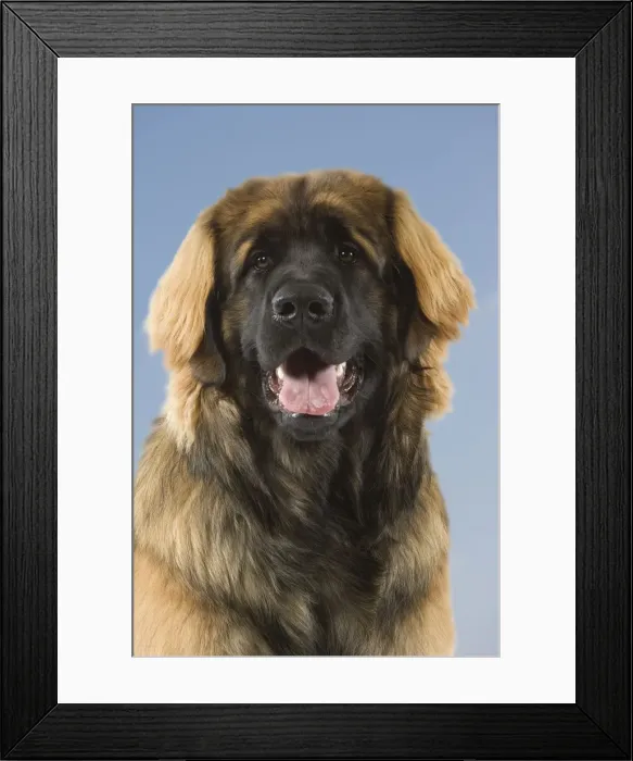 Framed Print : Picture No. 10982824 Framed Print : Picture No. 10982824