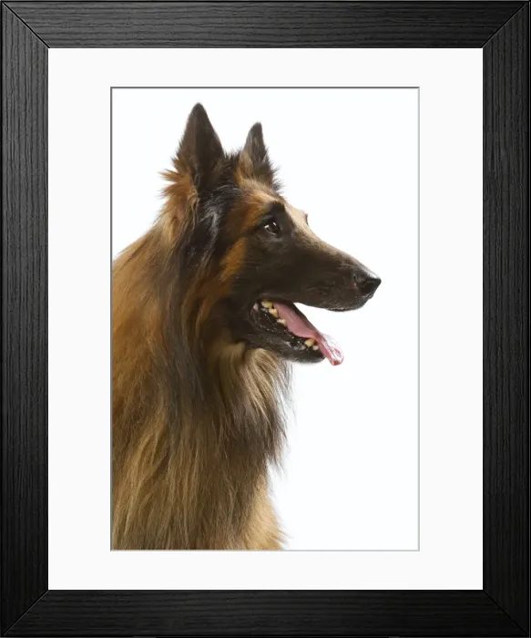 Framed Print : Picture No. 10982822 Framed Print : Picture No. 10982822