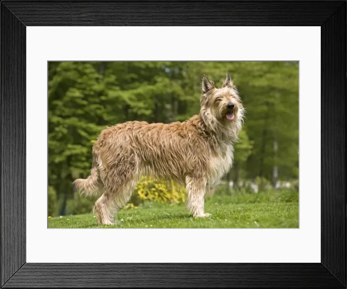 Framed Print : Picture No. 10982826 Framed Print : Picture No. 10982826