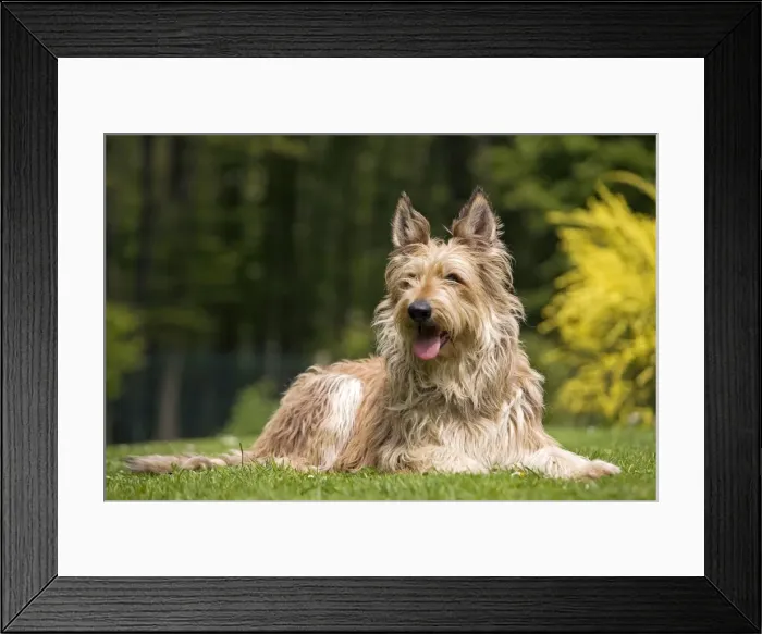 Framed Print : Picture No. 10982827 Framed Print : Picture No. 10982827