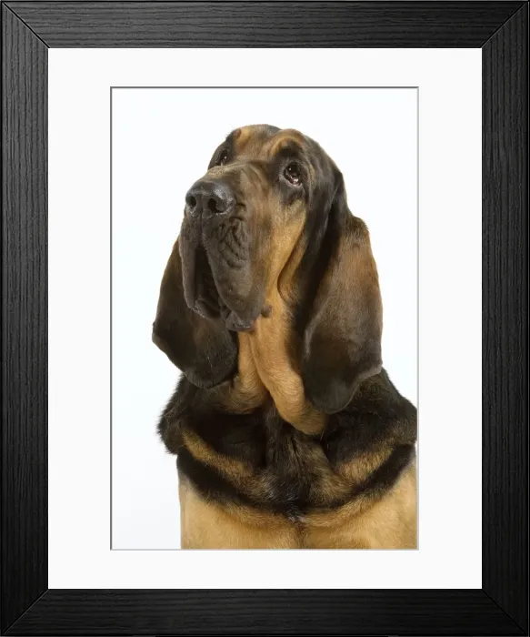 Framed Print : Picture No. 10982820 Framed Print : Picture No. 10982820