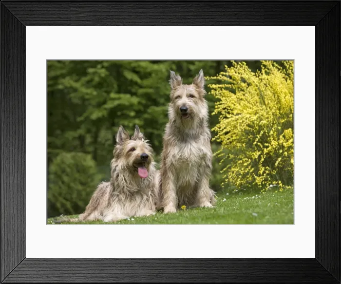 Framed Print : Picture No. 10982830 Framed Print : Picture No. 10982830