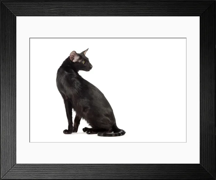 Framed Print : Picture No. 10982833 Framed Print : Picture No. 10982833