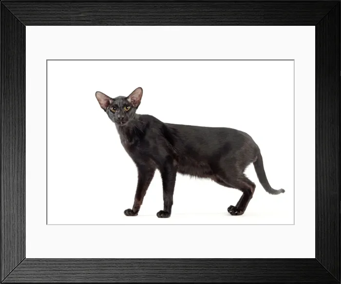 Framed Print : Picture No. 10982832 Framed Print : Picture No. 10982832